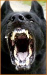dog_attack3 (1)