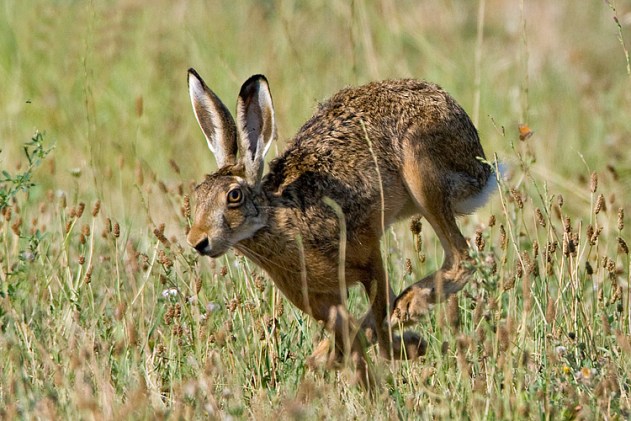 Lepus-europaeus10