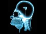 Homer_Simpson_Brain
