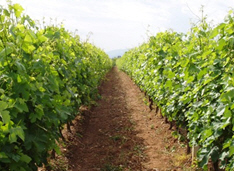 αμπελώνες Κυκλάδων