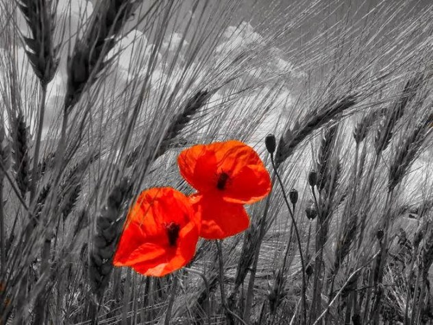 1150919_193166814192399_1760528710_n