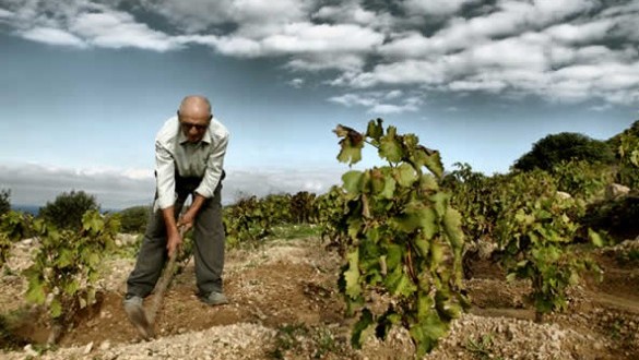 αμπελουργός-585x330