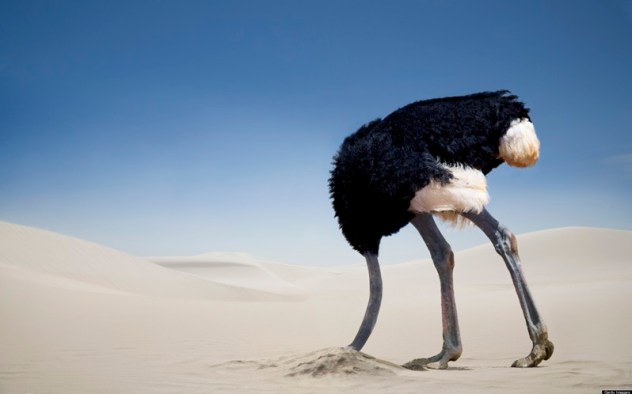 Ostrich burying head in the sand, Tsavo East National Park, Kenya, Africa